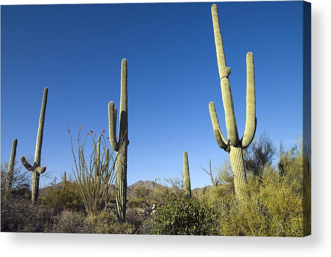 Saguaro Cactus Acrylic Print featuring the photograph Saguaro Cactus near Tucson by Carol M Highsmith