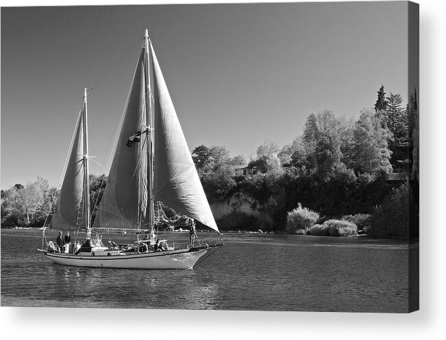 Sailboat Acrylic Print featuring the photograph The Fearless on Lake Taupo by Venetia Featherstone-Witty
