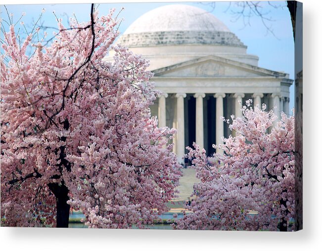 Cherry Blossoms Acrylic Print featuring the photograph Sakura by Mitch Cat