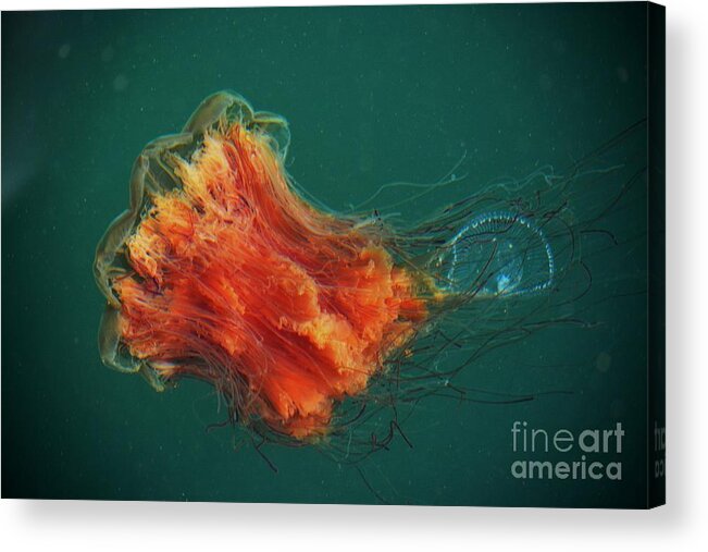 Lion's Mane Jellyfish Acrylic Print featuring the photograph Salish Sea Jelly Drama by Gayle Swigart