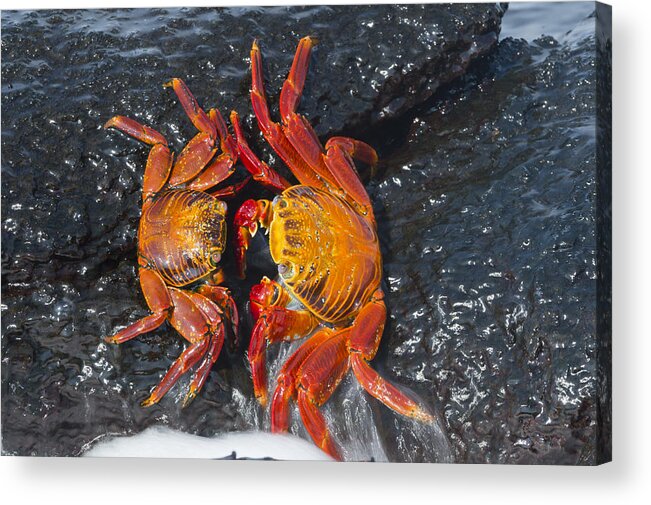 536812 Acrylic Print featuring the photograph Sally Lightfoot Crabs Galapagos Islands by Tui De Roy