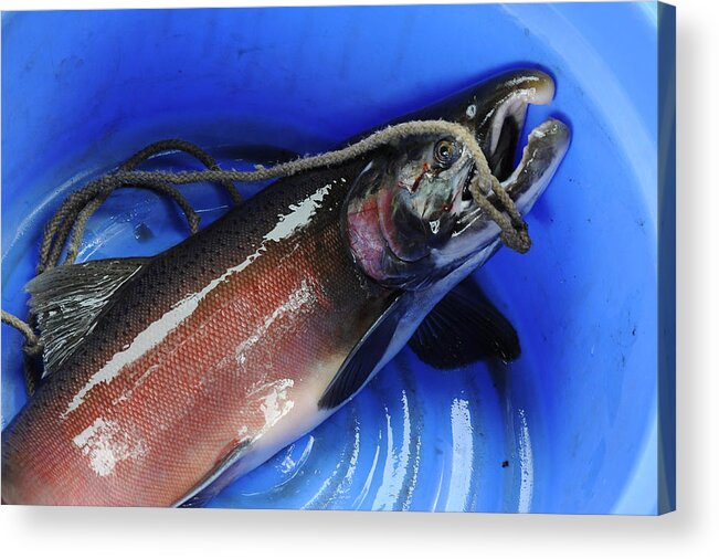 Salmon Acrylic Print featuring the photograph Salmon in Blue by Mary Lee Dereske