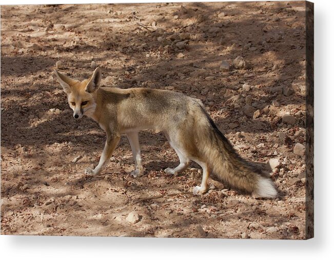 Animal Acrylic Print featuring the photograph Sand Fox (vulpes Rueppellii) by Photostock-israel
