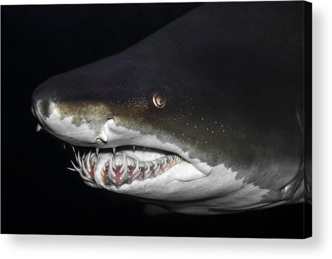 Newport Aquarium Acrylic Print featuring the photograph Sand Tiger Shark by Ron Pate