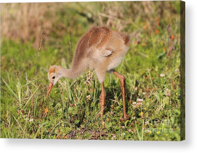 Sandhill Crane Acrylic Print featuring the photograph Sandhill Crane Chick by Jennifer Zelik