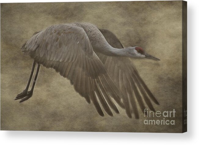 Crane Acrylic Print featuring the photograph Sandhill Crane In Flight by Pam Holdsworth