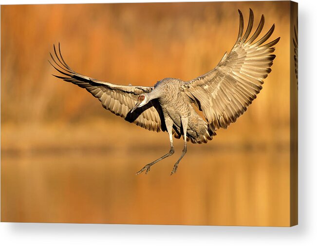 Animal Themes Acrylic Print featuring the photograph Sandhill Crane Landing by D Williams Photography