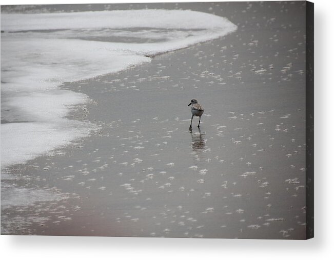 Sandpiper Acrylic Print featuring the photograph Sandpiper at Sunset by Becky Canterbury