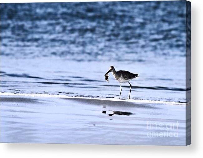 Sandpiper Acrylic Print featuring the photograph Sandpiper by Stephanie Frey