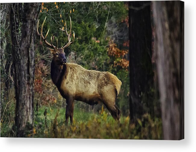 Elk Acrylic Print featuring the photograph Satellite Bull Along Tree Line by Michael Dougherty