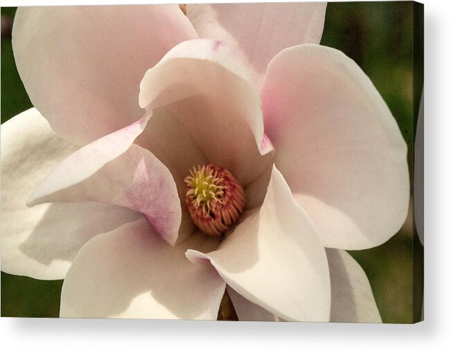 Magnolia Acrylic Print featuring the photograph Saucer Magnolia by Cathy Donohoue