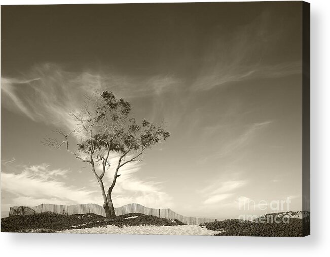 Tree Acrylic Print featuring the photograph Save the Tree by Timothy Johnson