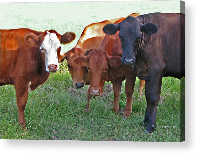 Cows Acrylic Print featuring the photograph Say Moooooo 6377 by T Guy Spencer