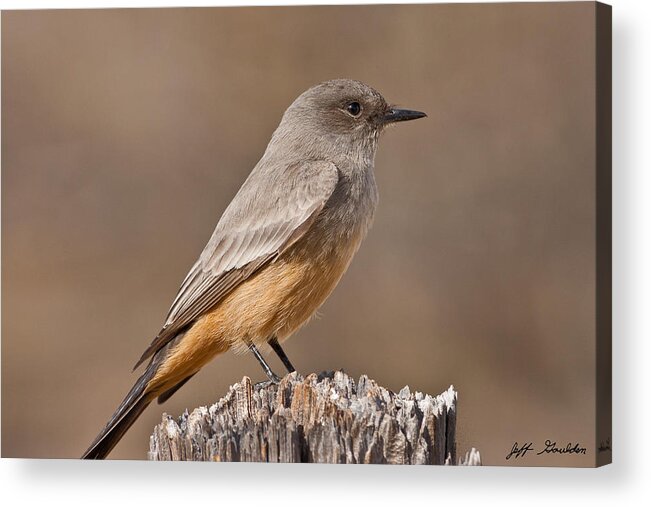 Animal Acrylic Print featuring the photograph Say's Phoebe on a Fence Post by Jeff Goulden