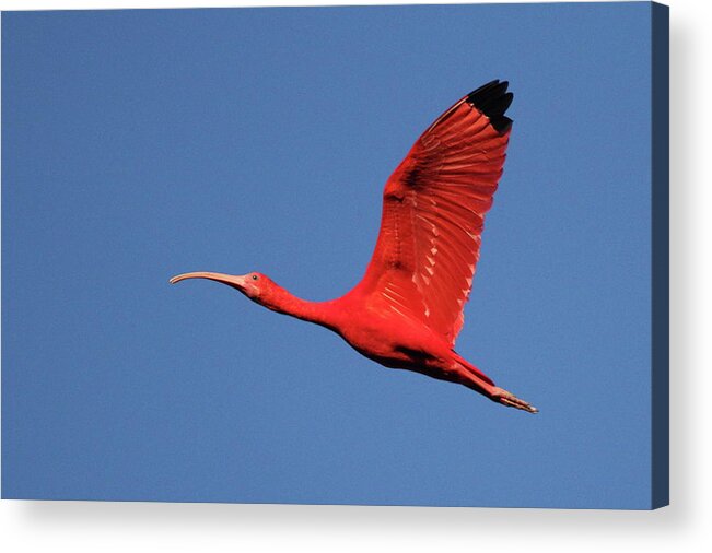 Trinidad And Tobago Acrylic Print featuring the photograph Scarlet Ibis by Copyright Faraaz Abdool/hector De Corazón