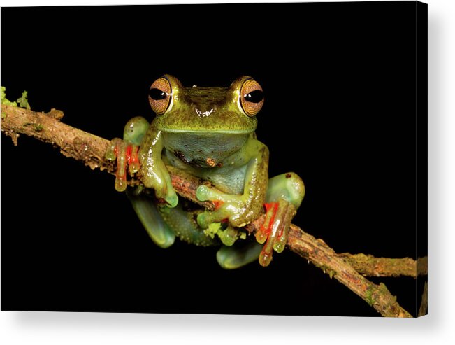 Animal Themes Acrylic Print featuring the photograph Scarlet-webbed Tree Frog by J.p. Lawrence Photography