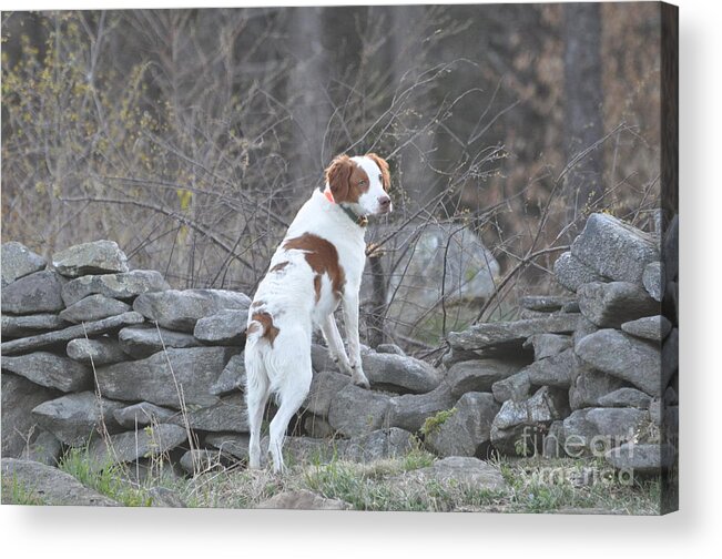 Brittney Acrylic Print featuring the pyrography Scout by Sally Tiska Rice