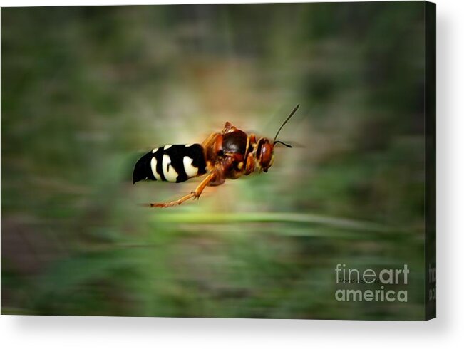 Cicada Acrylic Print featuring the photograph Scouting Mission by Thomas Woolworth