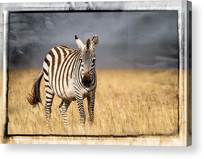 Africa Acrylic Print featuring the photograph Scratched tin zebra by Mike Gaudaur