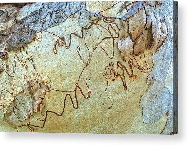 Trees Acrylic Print featuring the photograph Scribbly Gum Art A by Peter Kneen