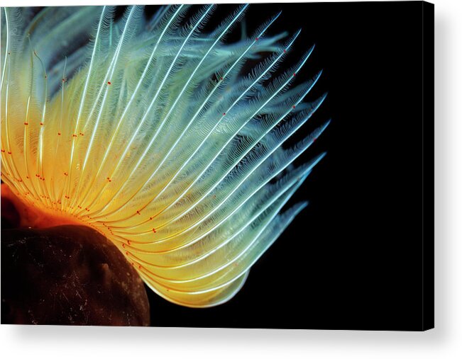 Underwater Acrylic Print featuring the photograph Sea Life by Ultramarinfoto