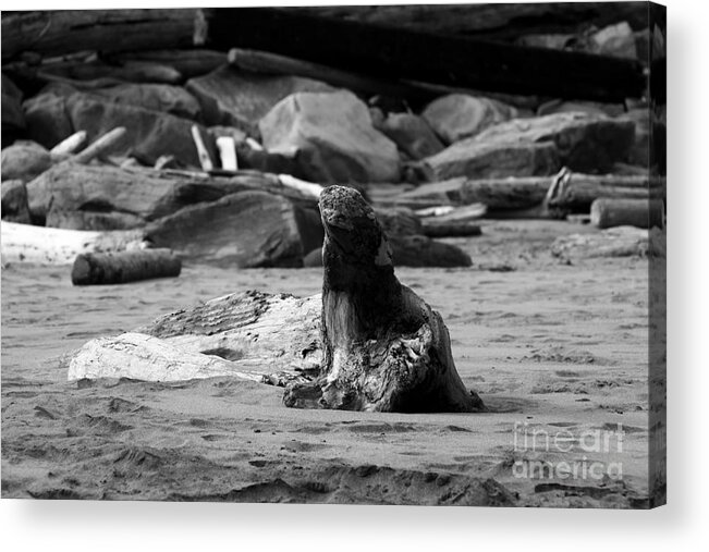 Beaches Acrylic Print featuring the photograph Sea Lion or Driftwood by Kathy McClure