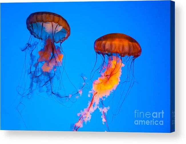 Jellyfish Acrylic Print featuring the photograph Sea Nettles by Anthony Sacco