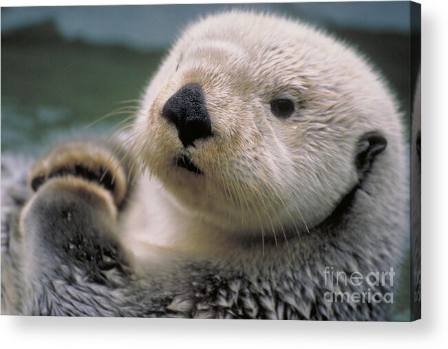 Sea Otter Acrylic Print featuring the photograph Sea Otter by Art Wolfe