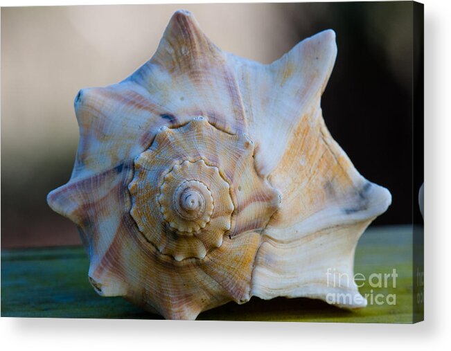 Sea Shell Acrylic Print featuring the photograph Sea Shell by Dale Powell