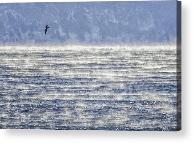 Sea Smoke And Gull Blues Acrylic Print featuring the photograph Sea Smoke and Gull Blues by Marty Saccone