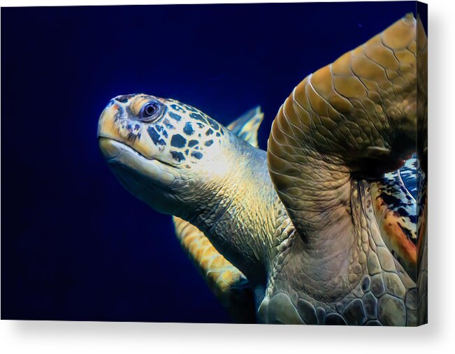 Animal Acrylic Print featuring the digital art Sea Turtle by Ray Shiu