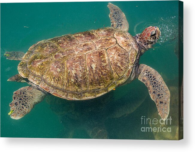 Sea Turtle Acrylic Print featuring the photograph Sea Turtle by Suzanne Luft