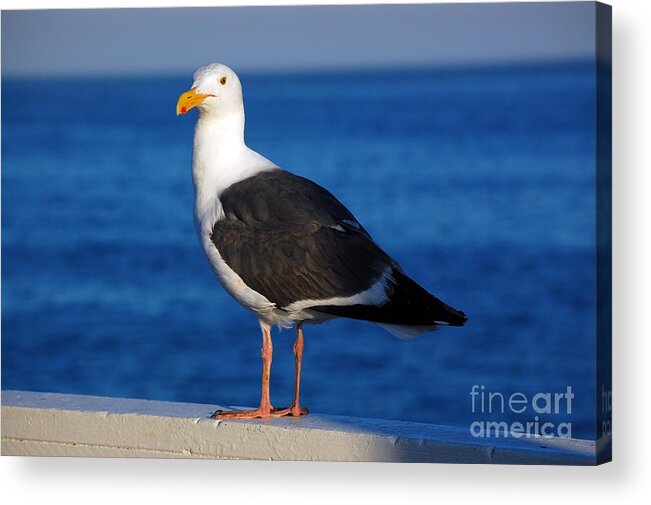 Santa Cruz Acrylic Print featuring the photograph Seagull 2 by Debra Thompson