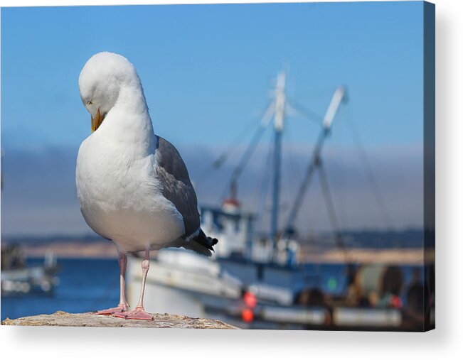 Seagull Acrylic Print featuring the photograph Seagull 3 by Becca Buecher