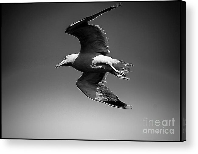 Jonathan Livingston Seagull Acrylic Print featuring the photograph Seagull flying higher by Stefano Senise