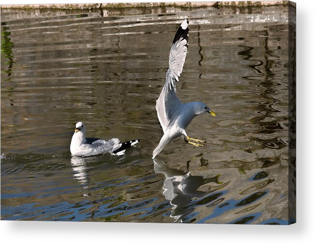Animal Acrylic Print featuring the photograph Seagull by Leif Sohlman