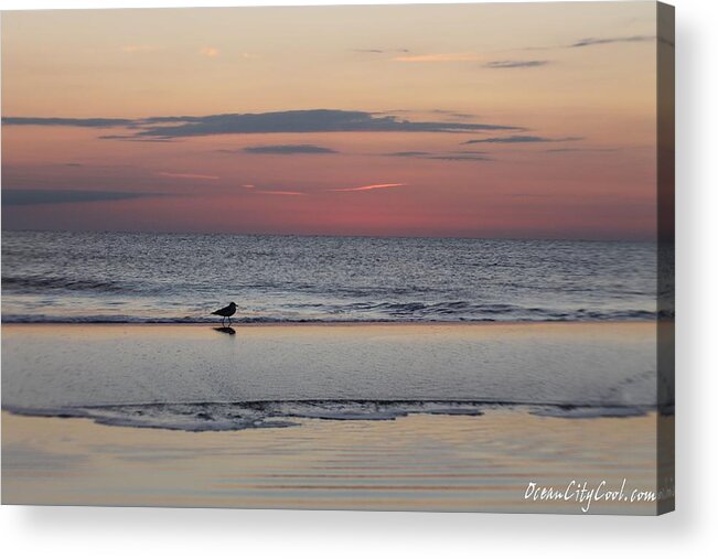 Animals Acrylic Print featuring the photograph Seagull Strolls The Seashore by Robert Banach