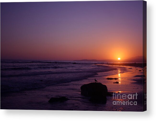 Seagull Acrylic Print featuring the photograph Seagull Watching the Sunset Carpinteria State Beach by Ian Donley
