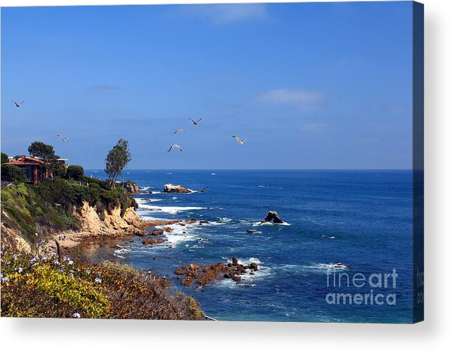 Seagulls Acrylic Print featuring the photograph Seagulls at Laguna Beach by Kelly Holm
