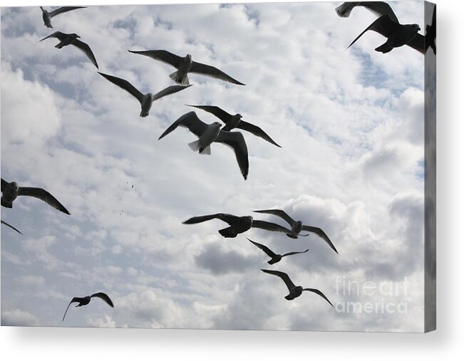 Seagulls Diving For A Bite Acrylic Print featuring the photograph Seagulls Diving For A Bite by John Telfer