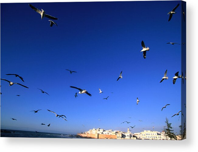 Built Structure Acrylic Print featuring the photograph Seagulls Fly Above The Harbour With by John Elk