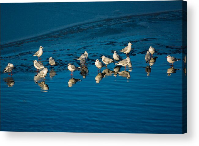Animal Acrylic Print featuring the photograph Seagulls On Frozen Lake by Andreas Berthold