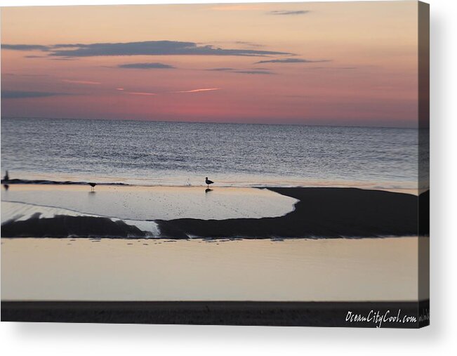 Animals Acrylic Print featuring the photograph Seagulls on the Seashore by Robert Banach