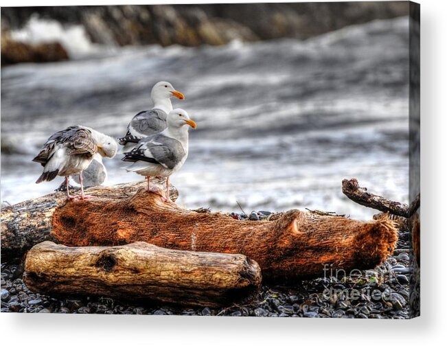Seagulls Acrylic Print featuring the photograph Seagulls by Phillip Garcia