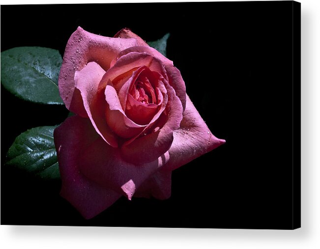 Rose Acrylic Print featuring the photograph Searching by Doug Norkum