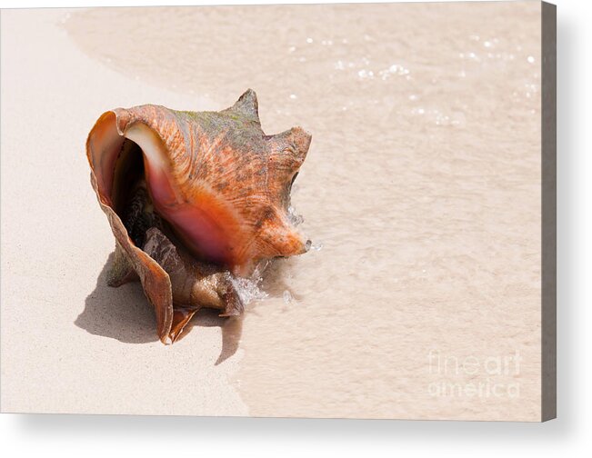 Seashell Acrylic Print featuring the photograph Seashell at the beach by Luis Alvarenga