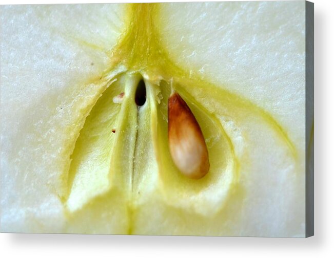 Apple Acrylic Print featuring the photograph Seed by Catherine Murton