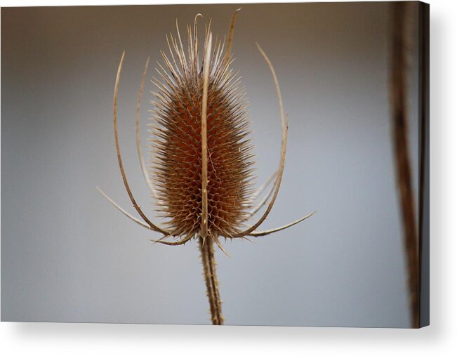Seed Acrylic Print featuring the photograph Seed Pod by Trent Mallett