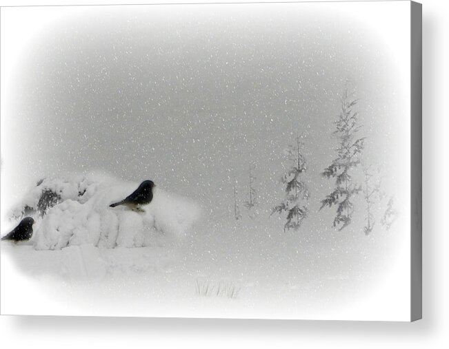 Black & White Acrylic Print featuring the photograph Seeking Shelter by Barbara S Nickerson