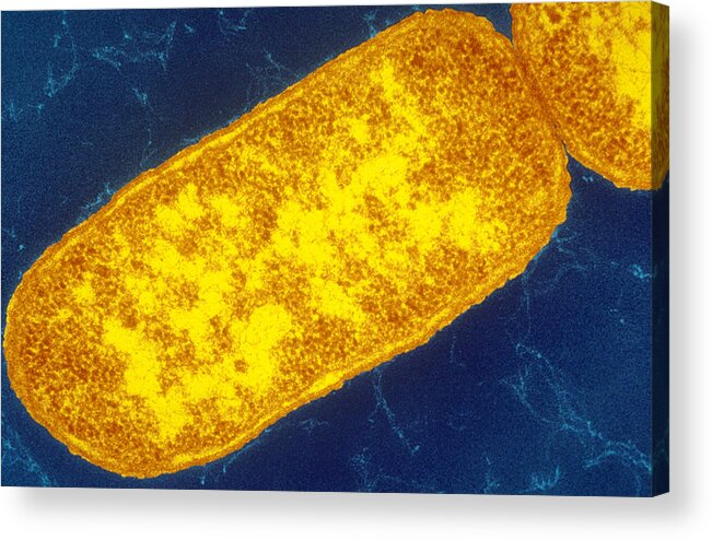 Enhanced Acrylic Print featuring the photograph Sem Image Of Escherichia Coli by Biology Pics
